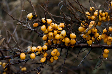 yellow berries on a frozen leafless branchの写真素材