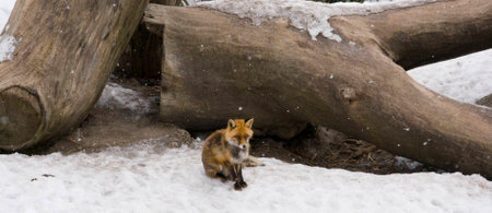 Little fox is sitting in the snow  in Skansen museum forest in Stockholmの写真素材