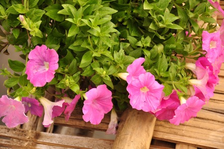 Soft focus Pink petunia flowers.Many flowers pink petunias and wooden background.の写真素材