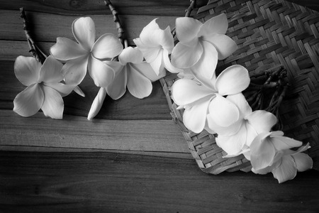 Frangipani flowers, Plumeria flowers fresh and wooden background.Closeup Frangipani flower background. Back and white Filter Effect -White plumeria on wooden backgroundの写真素材