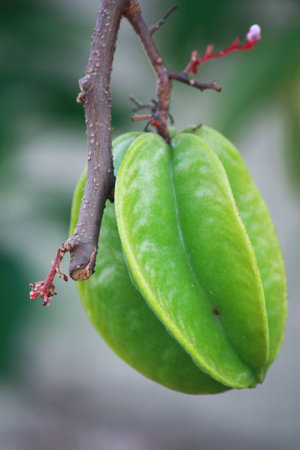 Green of Starfruit on Treeの写真素材