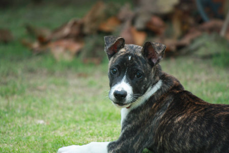 Portrait Dogの写真素材