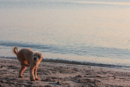 A Dog on The Hua-Hin Beachの写真素材