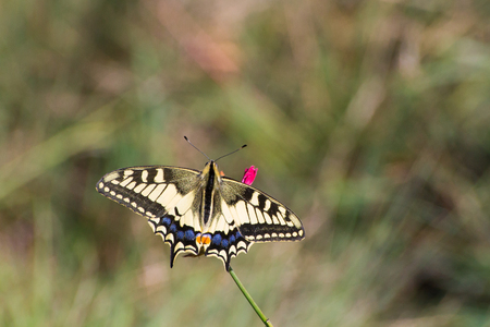 Butterfly swallowtailの写真素材