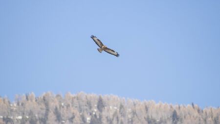 Buzzard in a beautiful blue sky