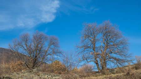 Couple of trees during the winter in a blue sky