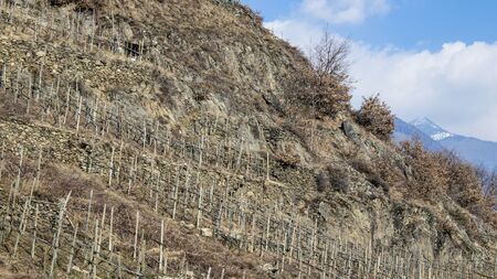 Terracing and vineyards during winter in a blue sky compsoitionの写真素材