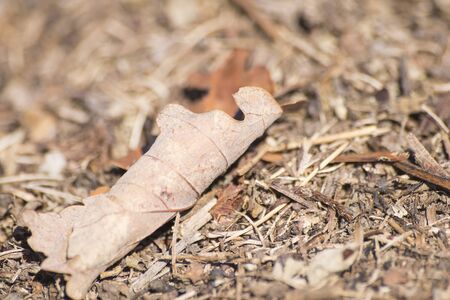 Brown dry leaf and dry grass in a background composition
