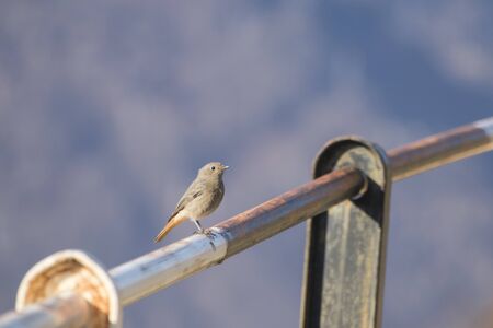 Black redstart Phoenicurus ochruros on an handrail in nature