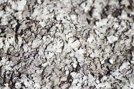 Rock full of lichens in a screen backgroundの写真素材