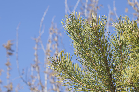 Pine tree conifer with many pine needles composition