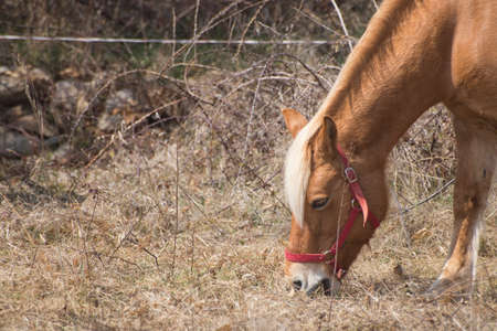 Beautiful horse with orange hair and big ears compositionの写真素材