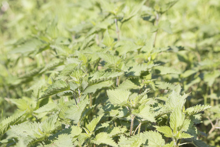 Grass full of green nettles plant compositionの写真素材