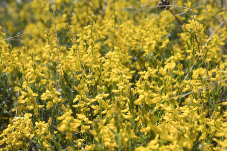 Field full of colored and detailed yellow flowers during spring compositionの写真素材