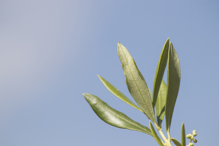 Green olive tree full of leaves with many details in a blue sky background.の写真素材