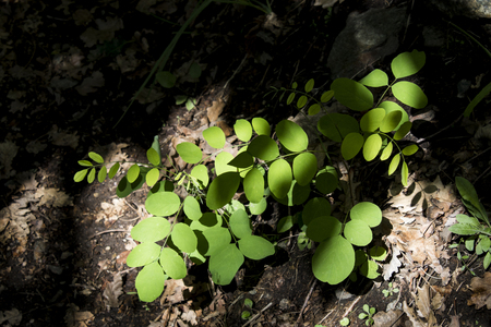 Generic green leaves of a plant in the forest compositionの写真素材