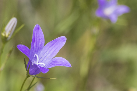 Detailed purple harebell during spring in a green meadow compositionの写真素材