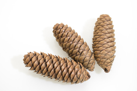 Detailed brown pine cones isolated in a white background compositionの写真素材