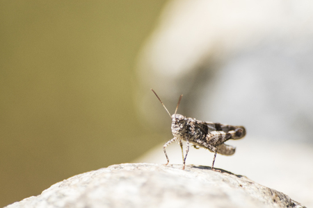 Wild insect, detailed grasshopper on a rock compositionの写真素材