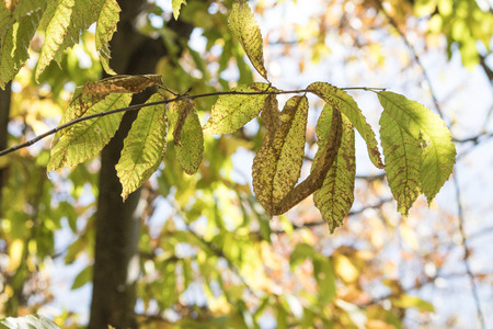 Branch full of colorated leaves during autumn composition