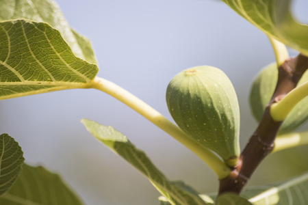 Figs plant full of fruits with green leavesの写真素材