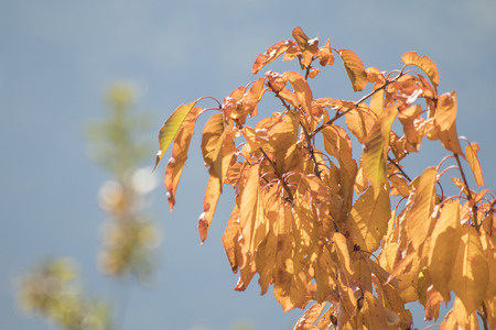 Many leaves full of colors during autumn compositionの写真素材