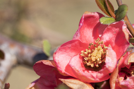 Red cydonia flowers full of details compositionの写真素材
