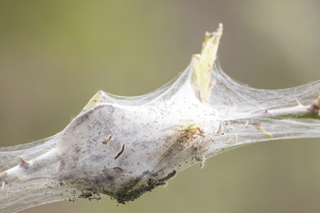 Bugs processionary nest in a natural environment composition