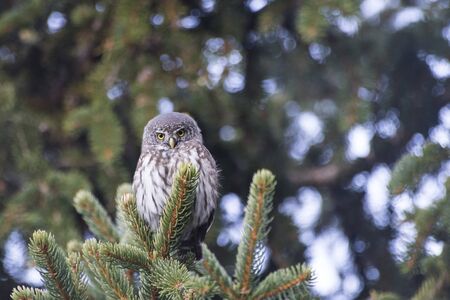 Beautiful detailed owl on a branch with detailed eyes compositionの写真素材