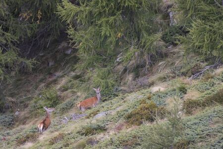 deer on the alps during autumn composition