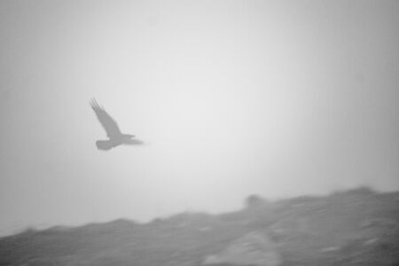 Corvus is flying in the fog compositonの写真素材