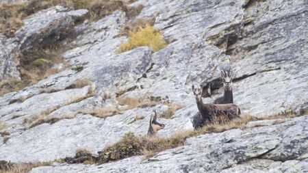 Chamois family on a rock on the alps compositionの写真素材