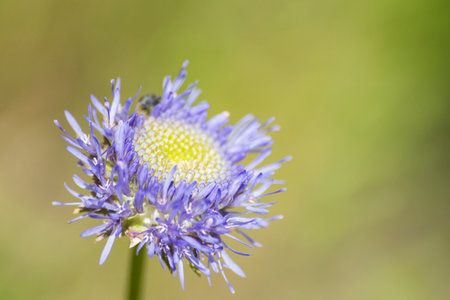 detailed blooming purple flower in a garden with a green backgroundの写真素材