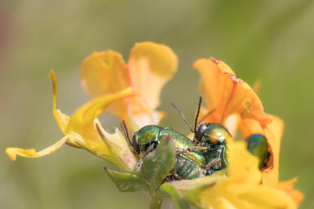 Close-up of metallic green beetles mating on a yellow flower, with soft blurred background. The...