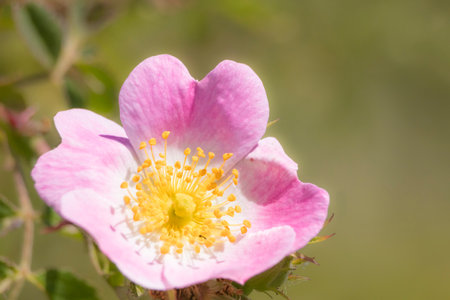 A detailed close-up shot of a blooming pink flower with a vibrant yellow center, showcasing its...