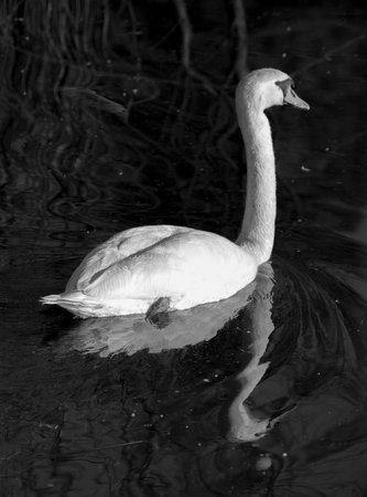 a beautiful swan during summer in a lake in italy in the como lake in black and whiteの写真素材