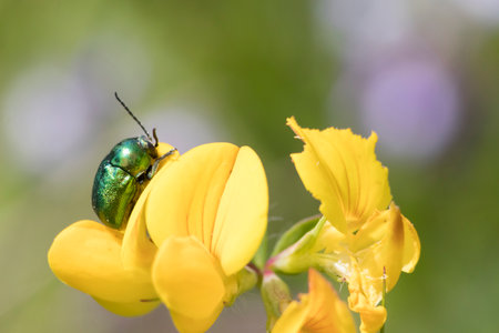 Close-up of metallic green beetles mating on a yellow flower, with soft blurred background. The vibrant colors of the beetles contrast beautifully with the petals.の写真素材