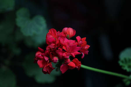 Pelargoniumの写真素材