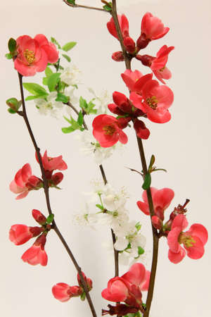 Blossomsの写真素材