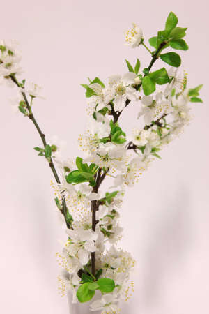 Blossoms of wild plumの写真素材