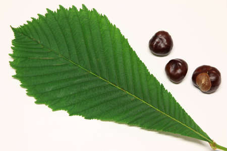 Brown horse-chestnuts and green leaf of horse-chestnuts treeの写真素材