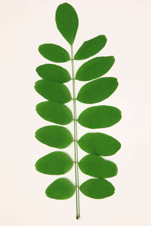 Green leafs of common locust - forest, park tree.の写真素材