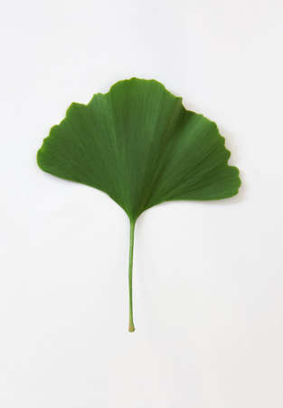 Leaf of Ginkgo biloba - the oldest tree on earth.