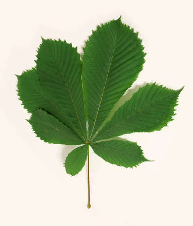 Leafs of horse-chestnut treeの写真素材
