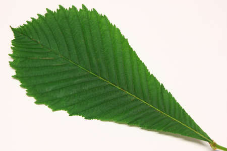 Leaf of horse-chestnut treeの写真素材