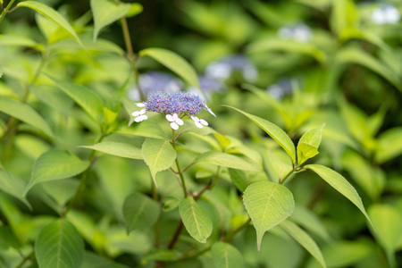 Hydrangea