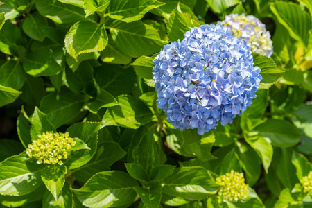 Hydrangea photographed in the gardenの写真素材