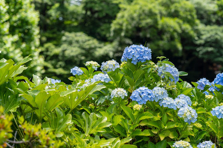 Hydrangea photographed in the gardenの写真素材