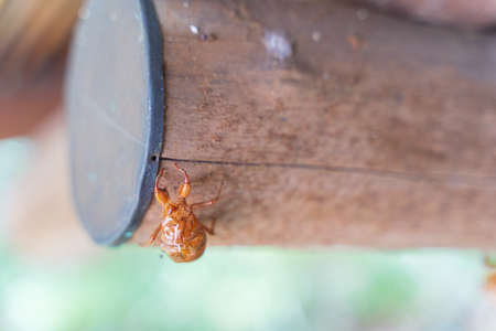 Cicada shells and green nature taken in summer in Japan