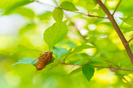 Cicada shells and green nature taken in summer in Japanの写真素材